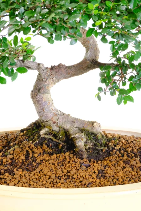 Incredible nebari / exposed roots