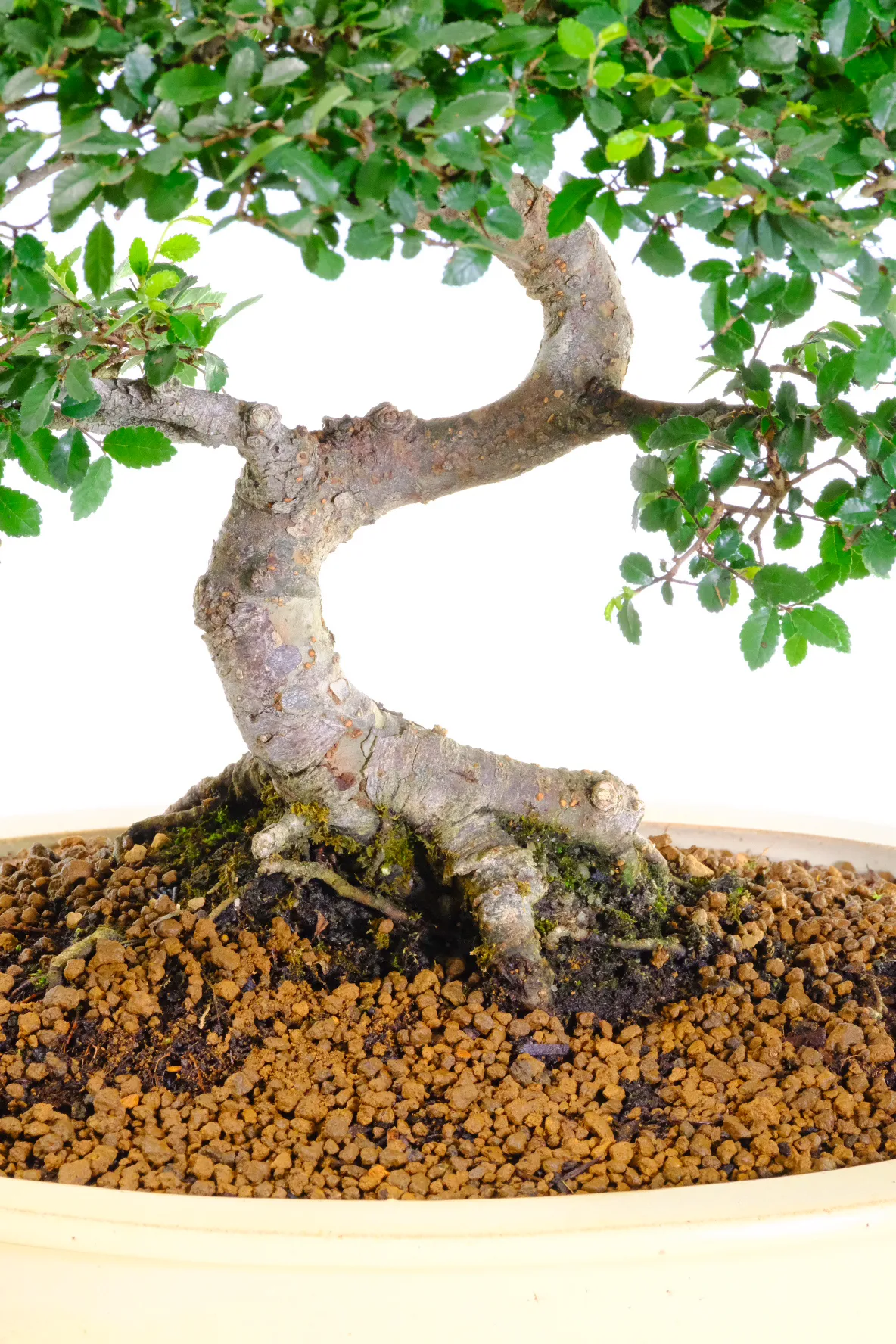 Incredible nebari / exposed roots
