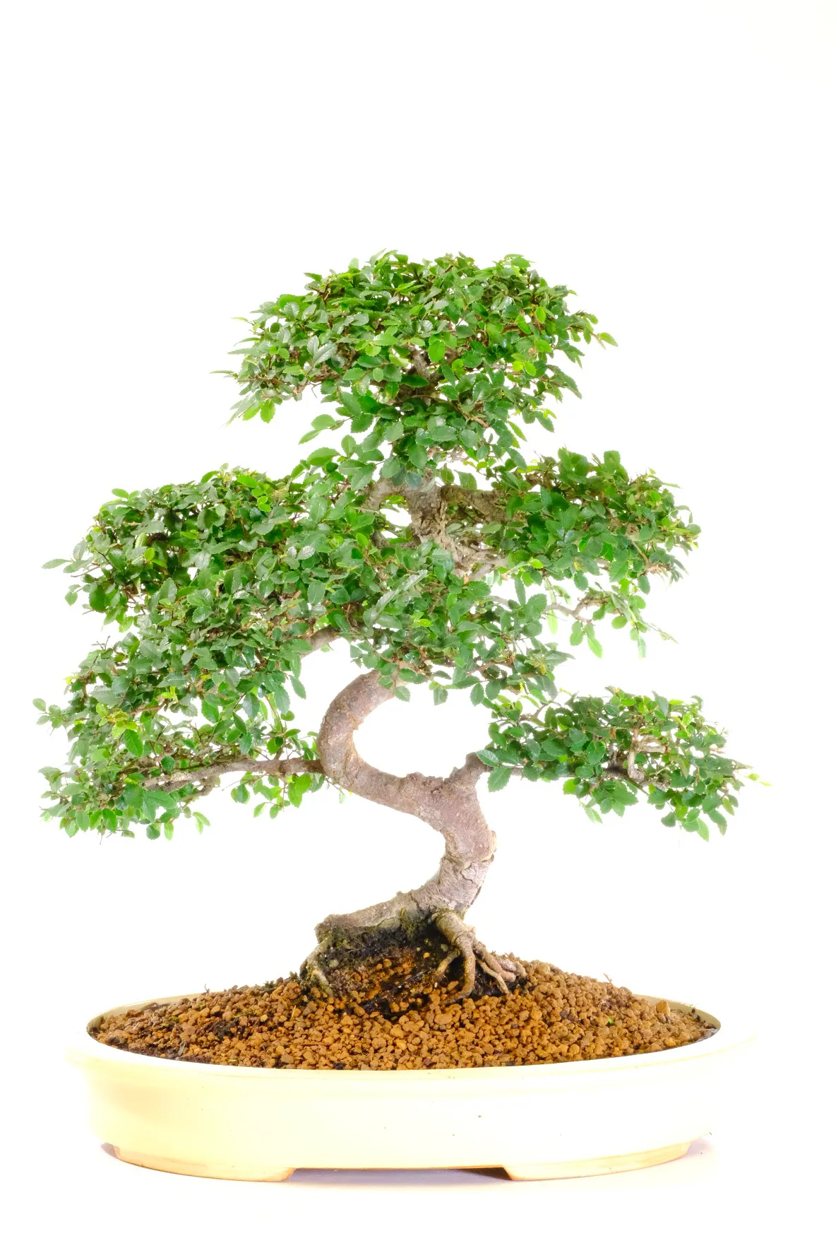Spectacular Chinese Elm bonsai tree