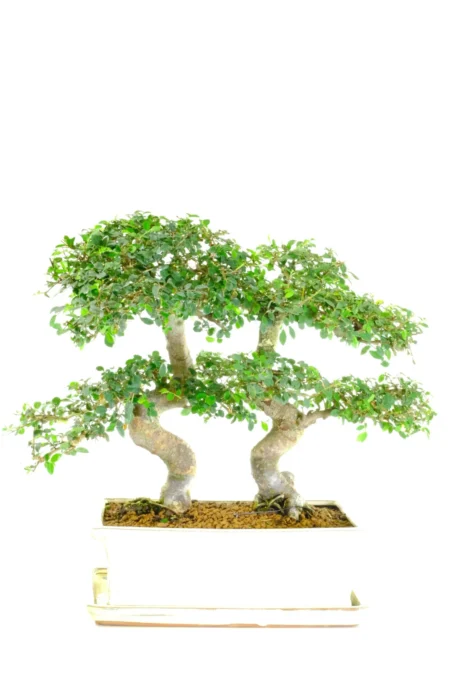 Gorgeous twisty twin bonsai tree