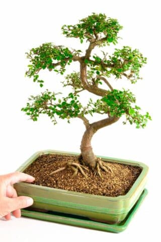 Spectacular highly refined & impressive beginners bonsai