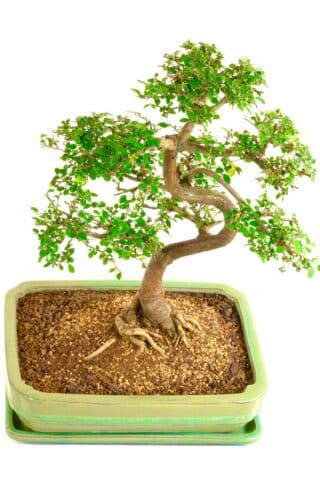Sensational root flare - an outstanding bonsai