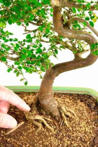 Close up of the immaculate level of detail on this bonsai tree