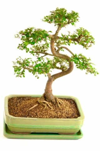 A most phenomenal bonsai tree with wondrous design