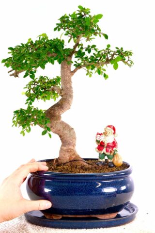 The perfect Christmas bonsai in midnight blue pot