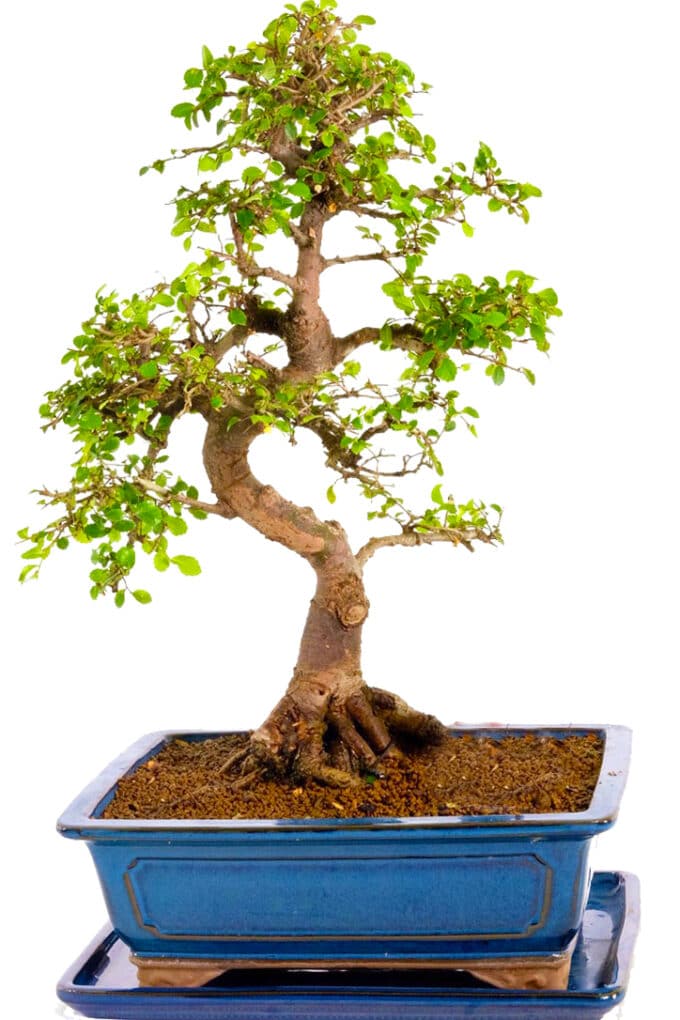 Truly magnificent specimen range Chinese Elm bonsai for sale for beginners