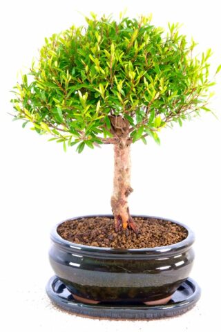 A very appealing Roseapple bonsai for sale
