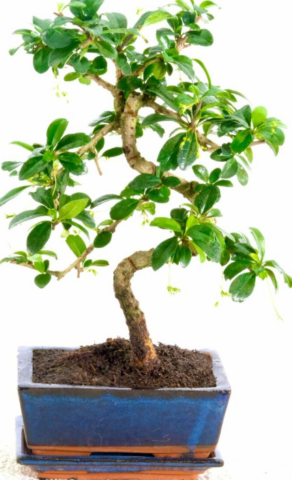 9-year-old flowering Fukien Tea Tree bonsai tree