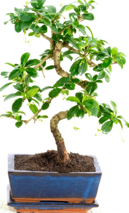 9-year-old flowering Fukien Tea Tree bonsai tree