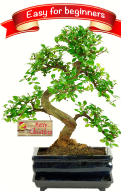 Christmas gifts at Bonsai Direct