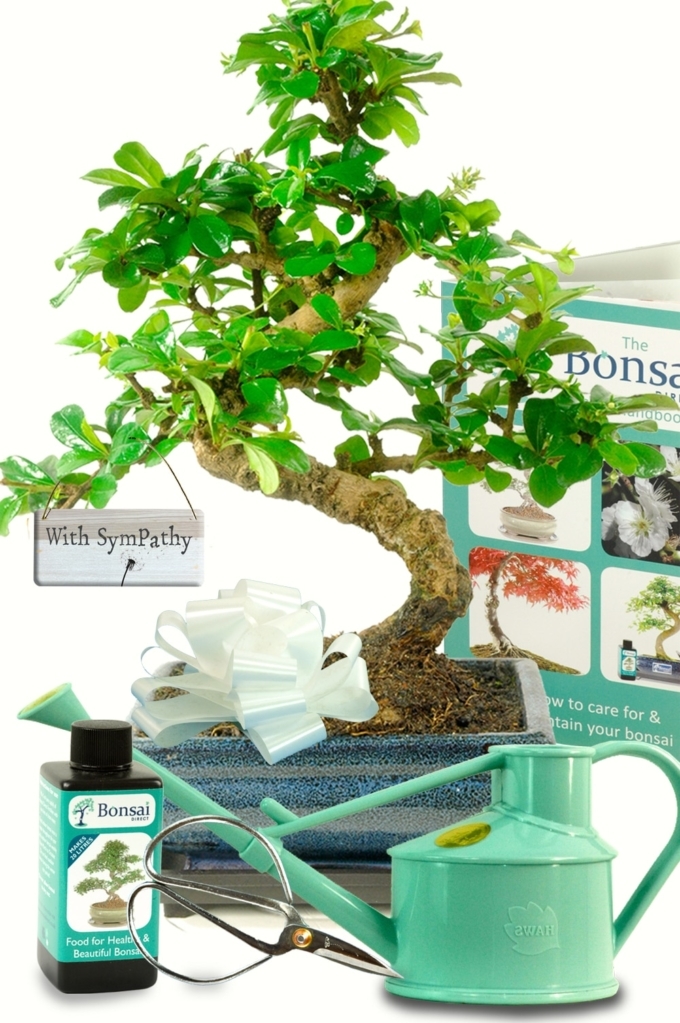 Sympathy Gift Ultimate Beginners Bonsai Kit