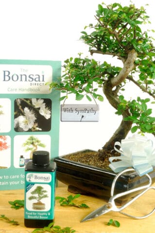 With Sympathy Tree Gift Twisty Indoor Starter Bonsai Kit