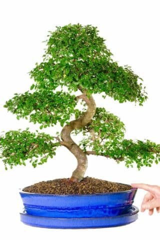 Extra large Chinese Elm bonsai tree in royal blue pot with matching drip tray