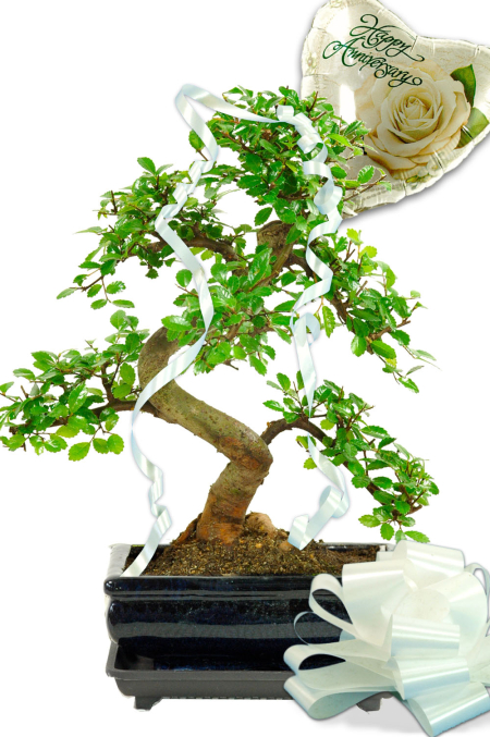 Chinese Elm bonsai anniversary gift