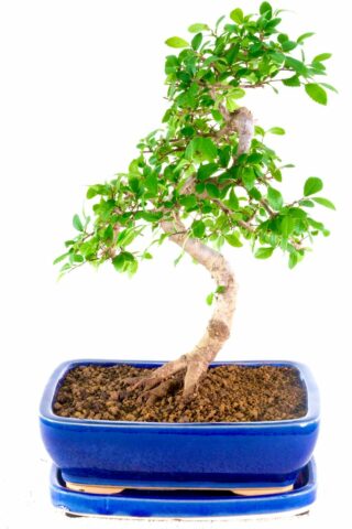 Perfect bonsai tree fro beginners