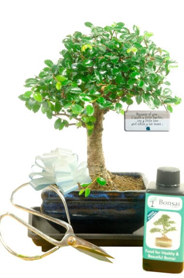 Because of you gift bonsai tree kit - woodland style baby bonsai starter kit