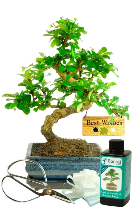Gifts for Plant Lovers – Flowering Bonsai Starter Kit | Best Wishes Edition