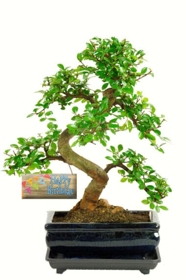 Easy care Happy Birthday bonsai gift for sale