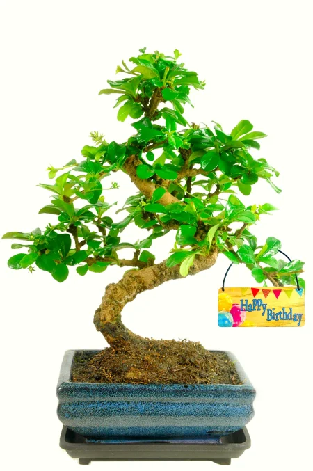 Special Offer Fukien Tea Tree Flowering Indoor Bonsai – Happy Birthday