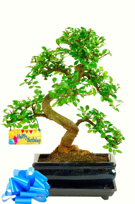 Unique Happy Birthday Gifts | Beginners Twisty Indoor Chinese Elm Bonsai Tree
