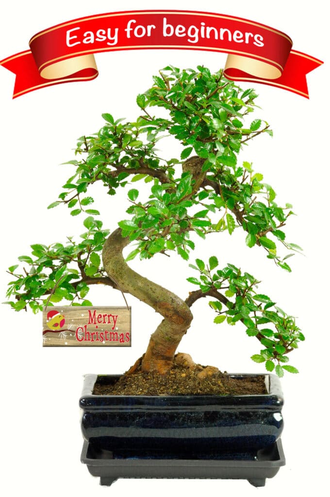 Beginners simple Christmas bonsai tree for sale