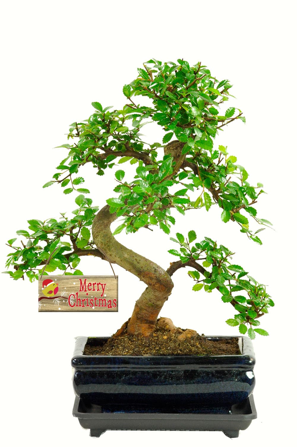 CHRISTMAS TWISTY FAVOURITE Easy for Beginners Indoor Bonsai Tree with Merry Christmas Robin Tag