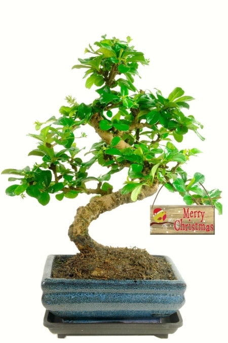Merry Christmas Bonsai with robin designed tag