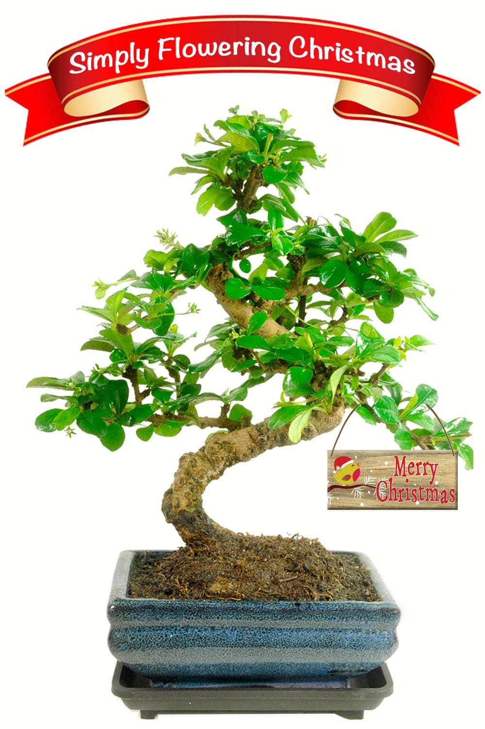 Special Offer Oriental Tea Tree Flowering Indoor Bonsai Happy Christmas