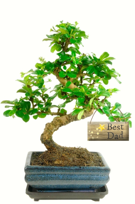 Beautiful flowering twisty Special dad bonsai tree