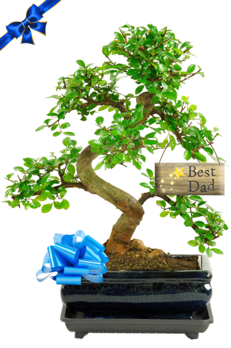 Twisty & twisty bonsai favourite best dad gift
