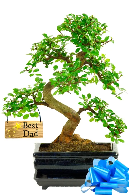 Gifts for Plant Dads | Chinese Elm Indoor Bonsai β A Beginner-Friendly Favourite