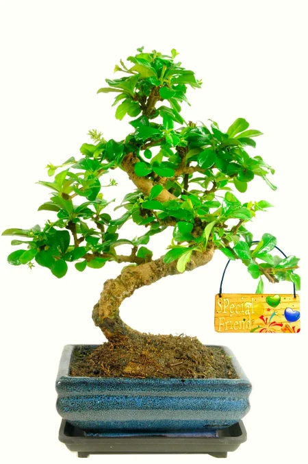 Special Offer Fukien Tea Tree Flowering Indoor Bonsai - Special Friend