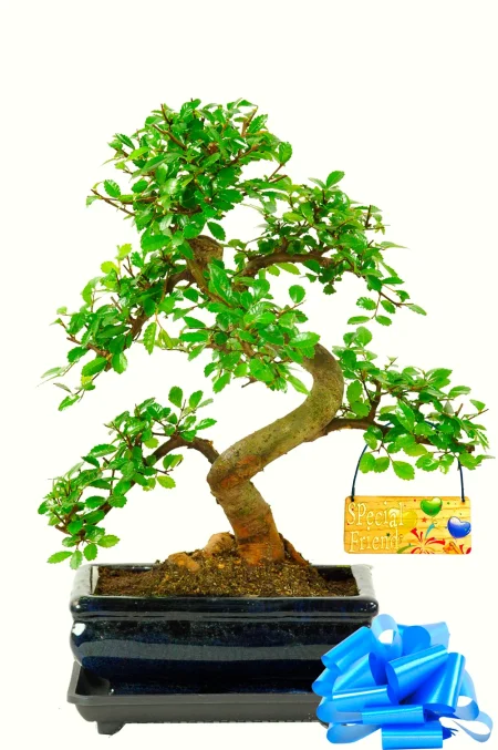 Best Friend Gift | Birthday Bonsai Tree with Cheerful “Special Friend” Tag