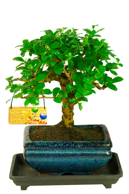 Best Friend Gift | Flowering Indoor Fukien Tea Tree Gift - Free UK Delivery