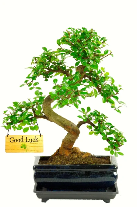 Good Luck Gift – Twisty Chinese Elm Bonsai Ulmus parvifolia