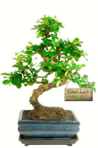 Good luck flowering indoor bonsai gift