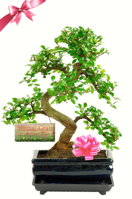 Birthday Gifts for Gran - Beginners Twisty Indoor Bonsai