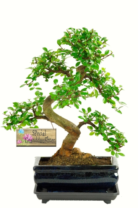 Lovely twisty & twiggy indoor bonsai for your grand-daughter