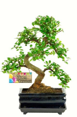 Special Grandson bonsai tree gift for sale