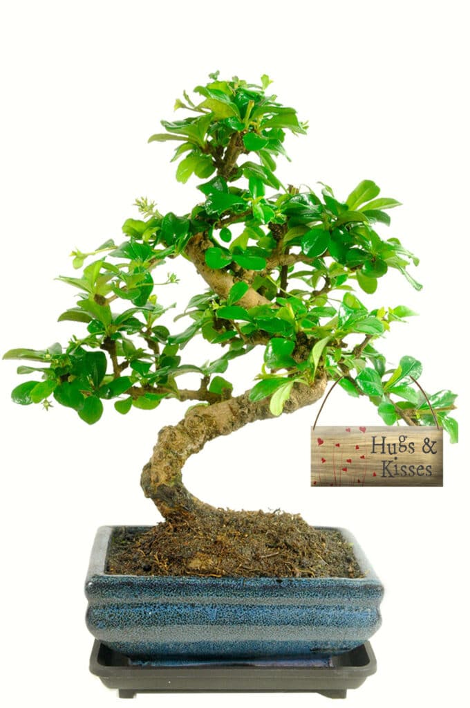 Send this beautiful flowering indoor bonsai - hugs and kisses