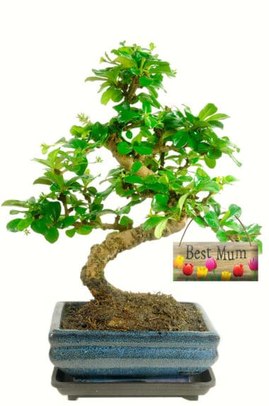 Special offer bonsai tree gift for a special mum