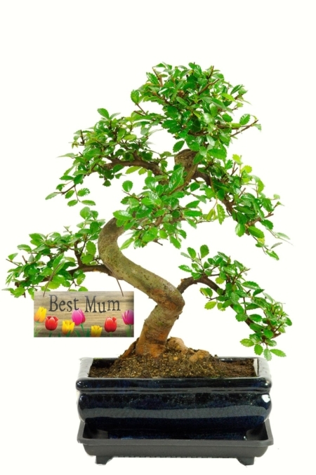 Special mum beginners S-Shaped bonsai favourite gift