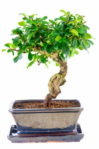 Gnarly Oriental Tea Tree bonsai for sale UK