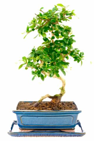 Characteristic Oriental Tea Tree bonsai for sale UK
