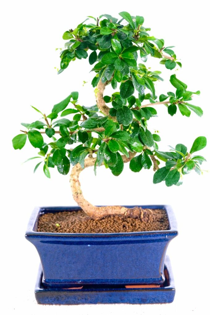 Twisty Oriental Tea Tree bonsai for sale UK