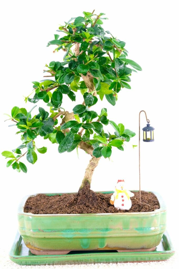 Sublime Christmas present indoor bonsai