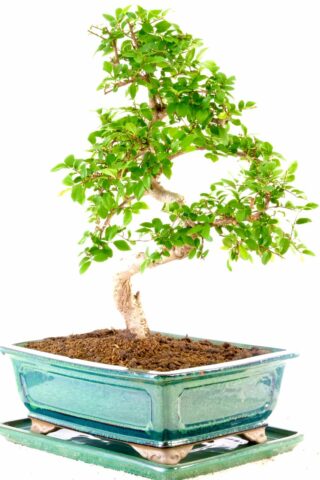 Captivating and commanding Chines Elm for beginners
