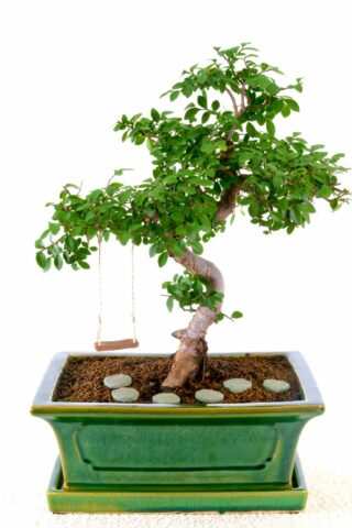 Twisty chinese elm bonsai for sale uk