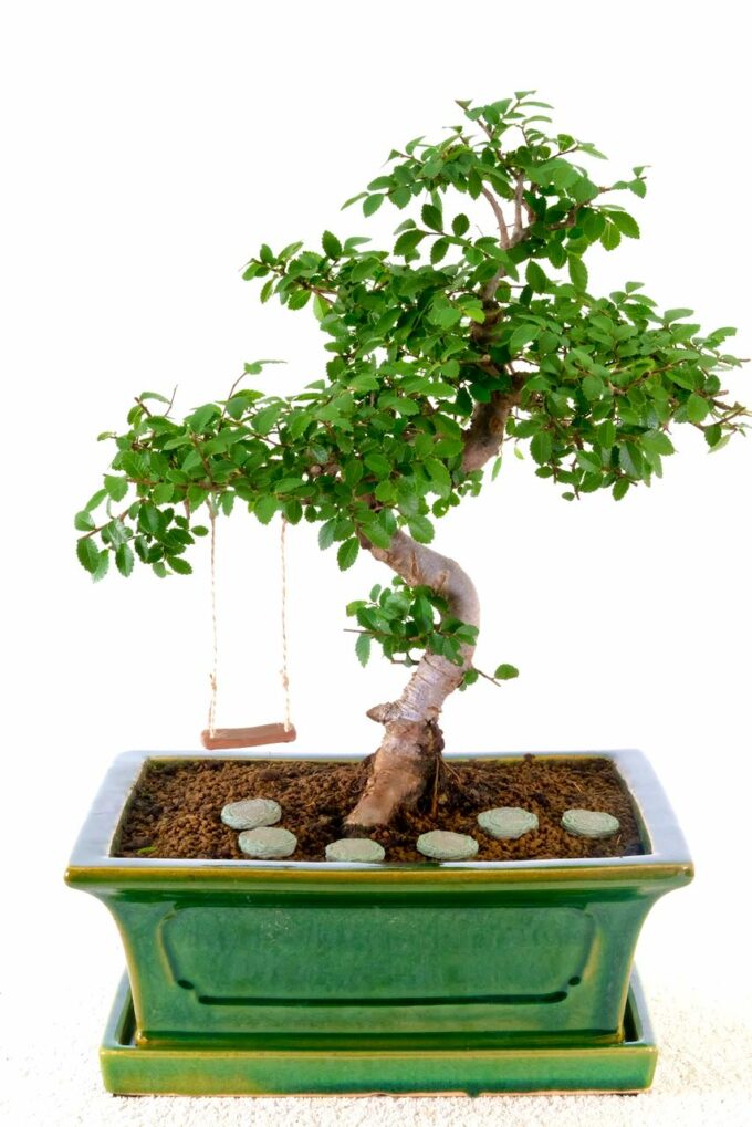 Twisty chinese elm bonsai for sale uk