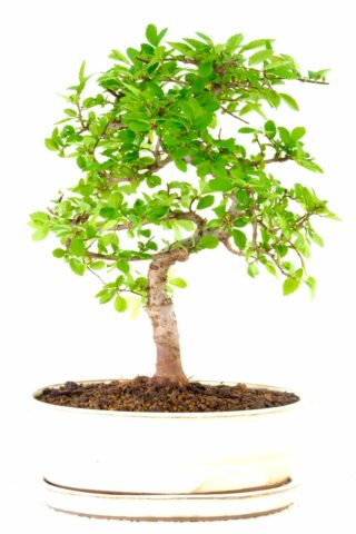 Chinese Elm bonsai for sale UK